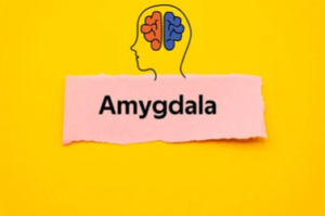 Can You Rewire Your Amygdala